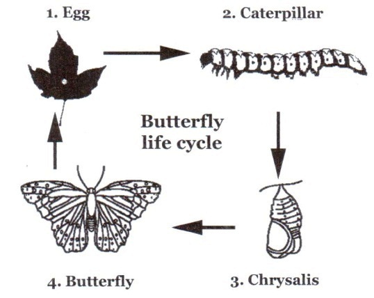 Tips-for-IELTS-Academy-Writing-Task1-30